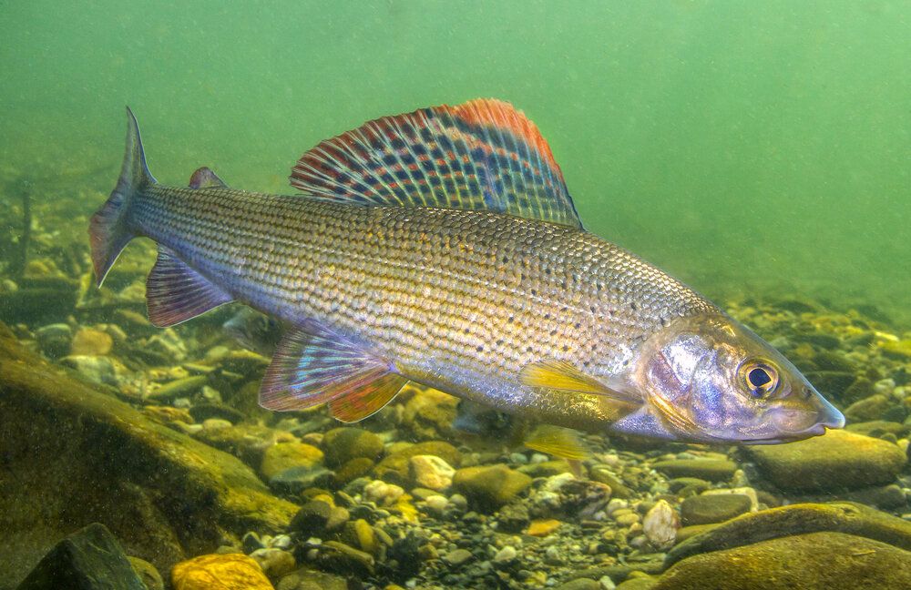 Grayling and Trout Jig Nymphs