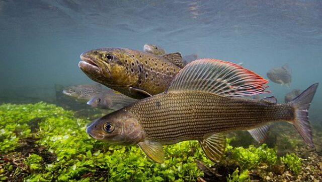 Grayling and Trout Curved / Dropper Nymphs and Bugs