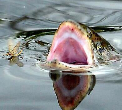 Trout and Grayling Dry Flies