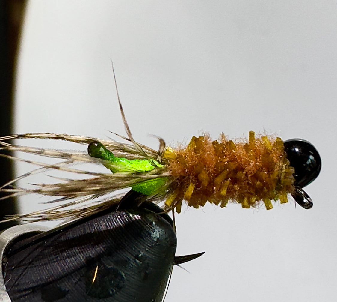 Chewing Gum Peeping Caddis